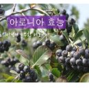푸르매농장 네이버블로그