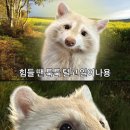 힐링강릉 이미지