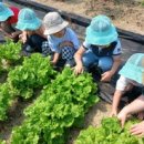 명덕초교병설유치원 이미지