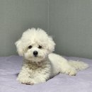 우프 앤 먀오 이미지