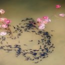 수묵채색화 이미지