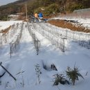 김영농장 이미지