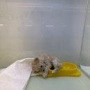 동탄강아지분양 도그데이 | 화성강아지분양 동탄강아지분양 도그데이 크림 푸들 공주님 분양!