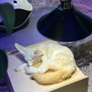 UR(파주시)-[소리천로]-하-5 | 서울 홍대 실내 동물원 테이블에이 알파카 라쿤 상세이용안내