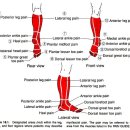 Leg, Ankle, and Foot Pain-and-Muscle Guide 이미지