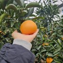 올해 제일 맛있는 천혜향 ! / 당도up 한라봉 🍊 저렴하게 드립니다 ! 👍 이미지