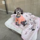 댕복한하루 이미지