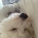 듀