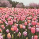 파인우드비치 이미지