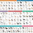 애견세계 이미지