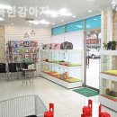 행복한 강아지 이미지