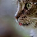 쿨펫동물병원_권선동 네이버블로그