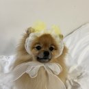 도그하우스 이미지