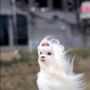 미카페(mi cafe)