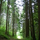 피톤치드 이미지