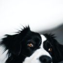 부평프라임동물병원 이미지