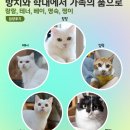 랑랑, 테너, 베이, 명숙, 쩡이 입양 후기