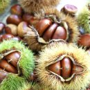 호기농장 이미지