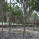 정일 농장 이미지