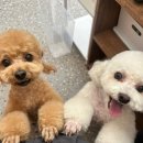 모랑펫살롱 이미지