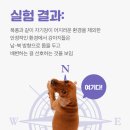 쌀강아지 Daum카페