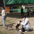 애견운동공원(하절기) 이미지