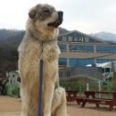 땡자애견 이미지