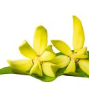 일랑일랑 이미지