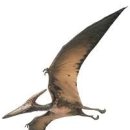 프테라노돈 이미지