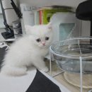 마포고양이도레미캣 | 숏헤어 찐빵이 분양 후기｜도레미캣 본점 방문부터 적응기까지 (고양이 입양 고민하시는 분들 참고)