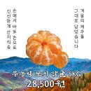 제주트립티 - 120208 | 제주트립티