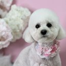 어안이 멍멍 이미지