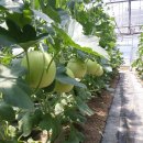 양구농장 이미지