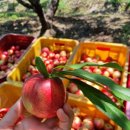 수야농장 이미지