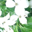 산밭은 숲이 되고 이미지