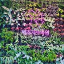 콩마루 사임당두부 이미지