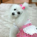 굿모닝퍼피 네이버블로그