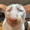 민지농장 | 어느 🐰(🐹❌)의 태국 여행기 -파타야 편-