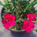 장백농장 이미지