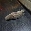 용인실내바다낚시터 이미지