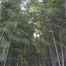 죽림원 이미지