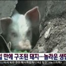 돼지두마리 이미지