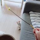 도그메리트 강아지 | 강아지 산책알바 펫시터 직접 해 보고 왔음 후기 궁금하면 컴온