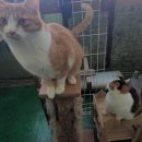 금동이네 이미지