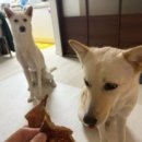 다비다펫푸드 이미지