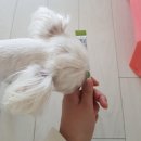 유한회사 초아 | [유한양행/강아지 유산균]The 건강한 프로바이오틱스! 구강관리까지 한꺼번에