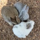 주혜농장 이미지