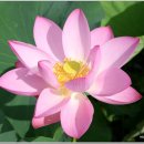 삼지연못 이미지