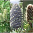 나무와나무 이미지