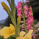 글라디오러스 이미지